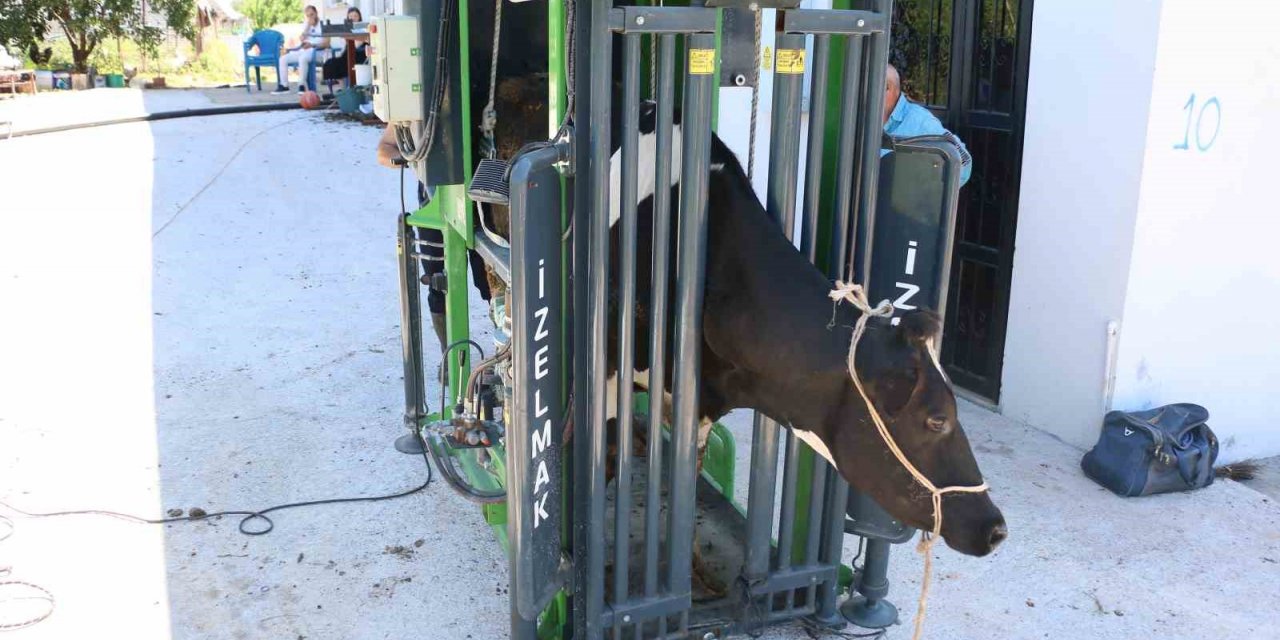 Büyükşehir’in hayvancılığa desteği sürüyor
