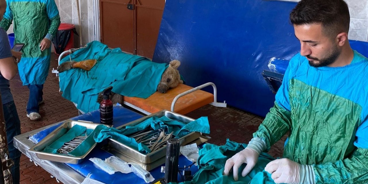 Van’da aracın çarptığı ayı tedaviye alındı