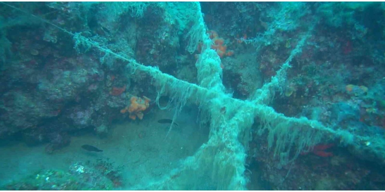 Ayvalık açıklarında doğal resiflerin üzerini kaplayan paraketa misinaları görüntülendi