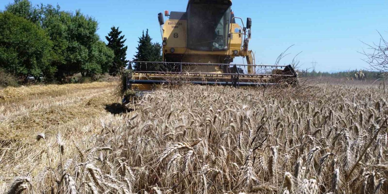 Kepez’in buğday tarlalarında hasat sevinci
