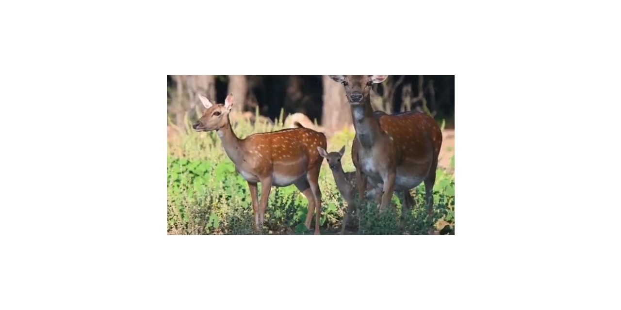 Bu yılın ilk alageyik yavruları görüntülendi