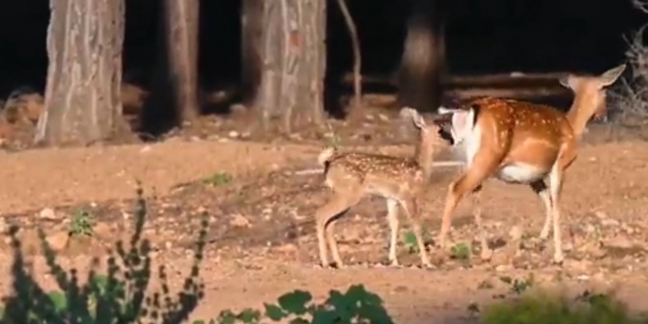 Antalya’da 2023 yılının ilk alageyik yavruları görüntülendi