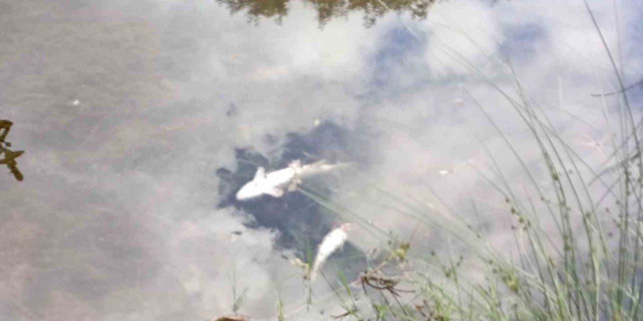 Malatya’da esrarengiz balık ölümleri