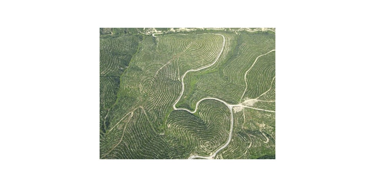 650 bin fidan toprakla buluştu, yanan ormanlar yeniden yeşeriyor