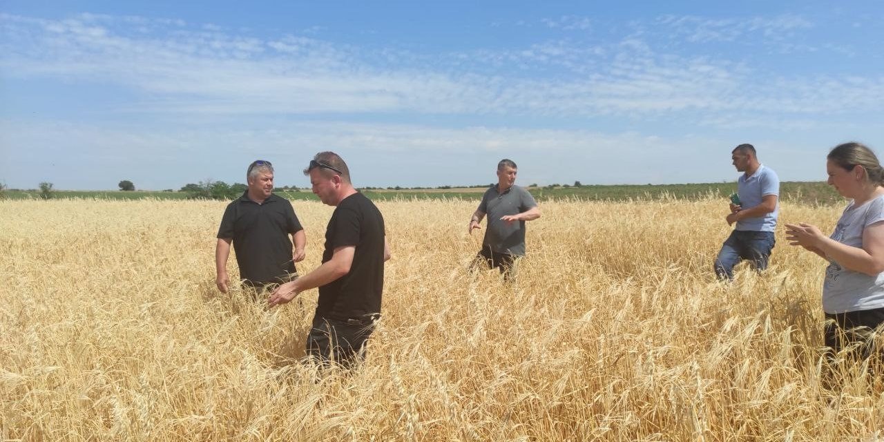 Sağanak yağış ve dolu tarım arazilerine zarar verdi