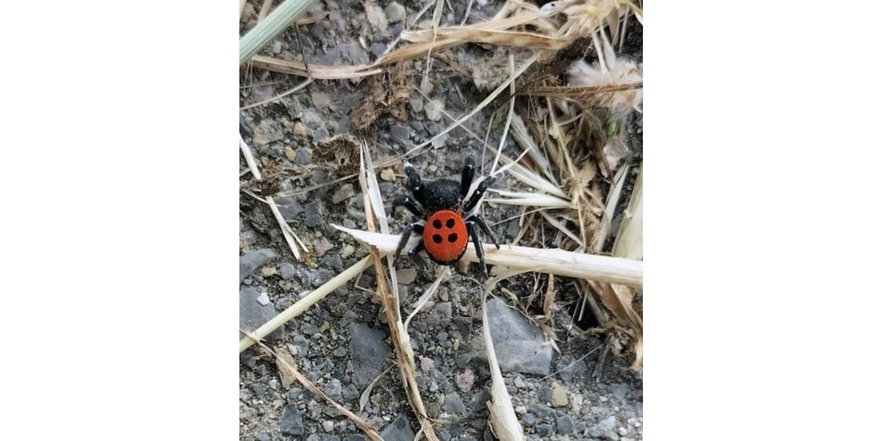 Aydın’da uğur böceği örümceği gündem oldu