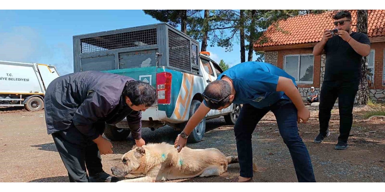 Yaylalardaki yaralı sokak hayvanlarına tedavi