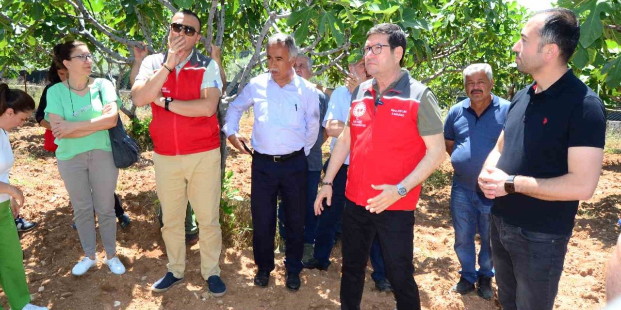 Fethiye’de incir üreticilerine uygulamalı eğitim