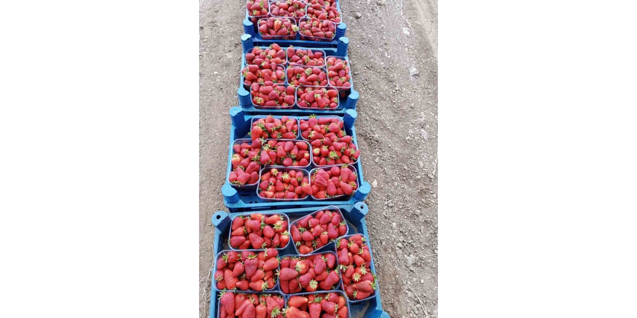Muğla’nın çilekleri market raflarında