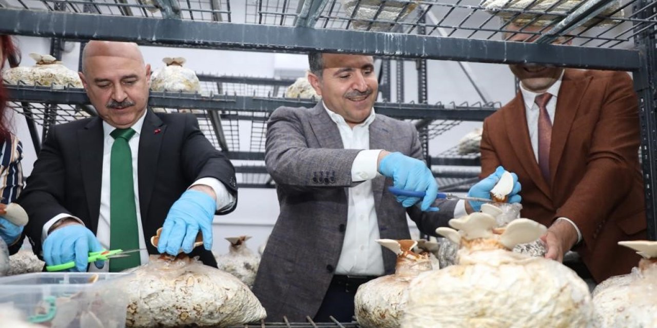 Reishi mantarının ilk hasadı yapıldı