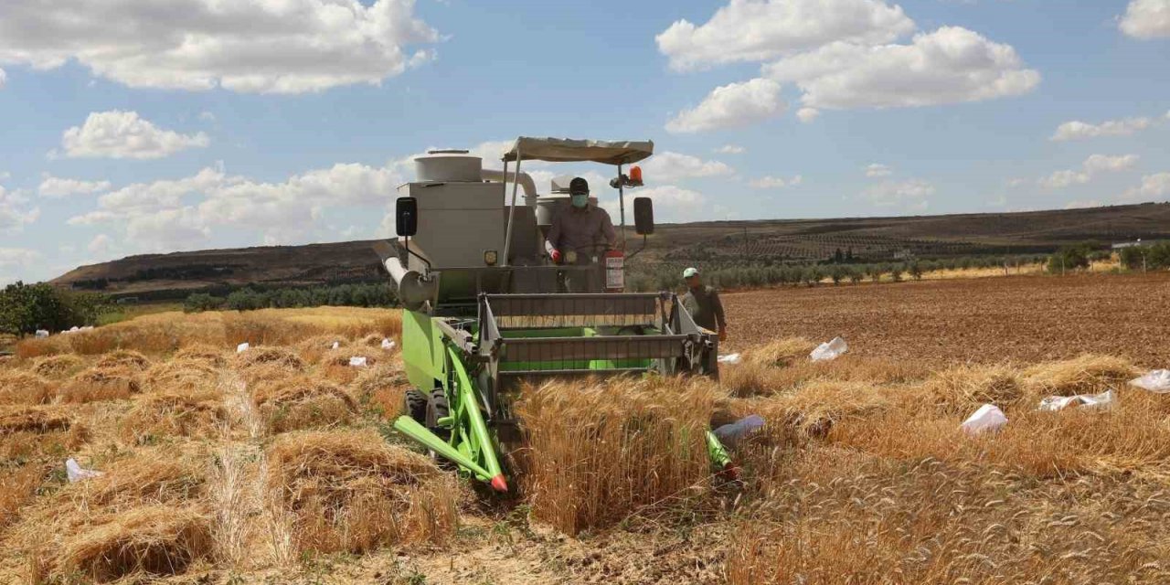 Bölge için en iyi buğday çeşidi araştırılıyor