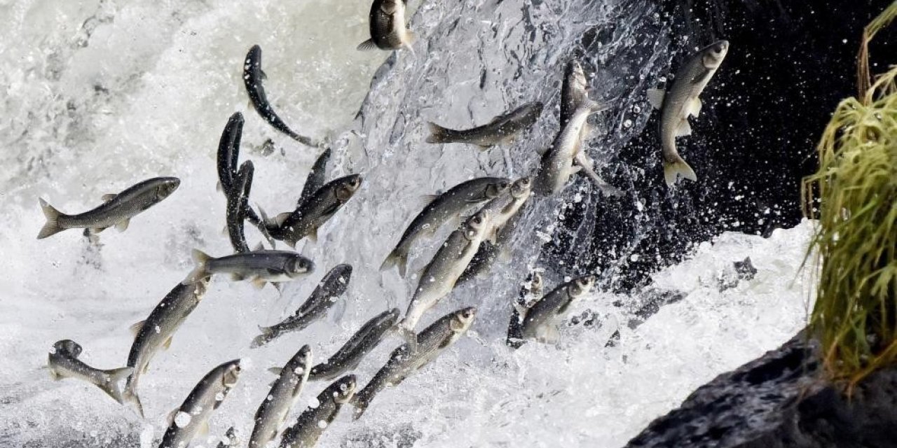 Van Gölü’ndeki av yasağında 55 ton inci kefali ele geçirildi