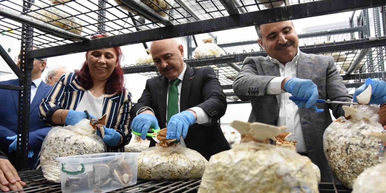 Fındık atığında üretim