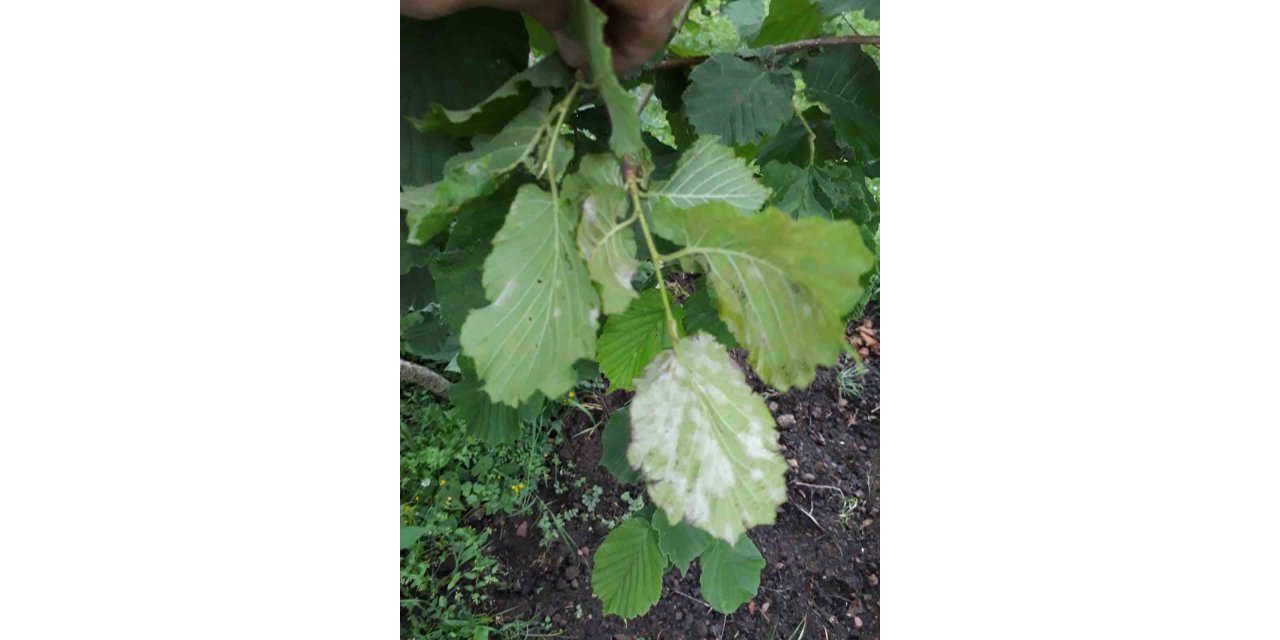 Fındık üreticilerine külleme hastalığı uyarısı