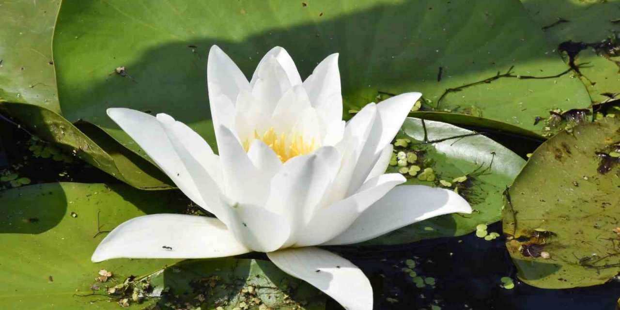 Karacabey Longozu’nda nilüfer çiçekleri açtı