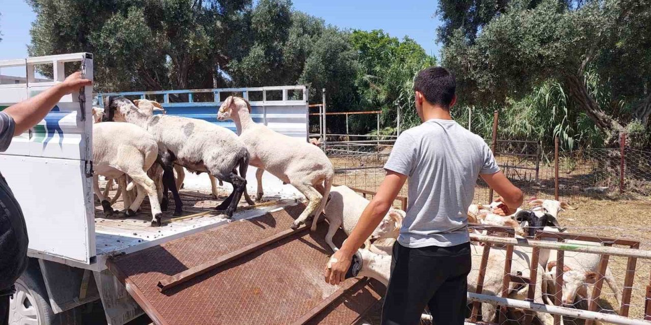 Söke Hayvan Pazarı’nda satıcılar müşterilerini bekliyor