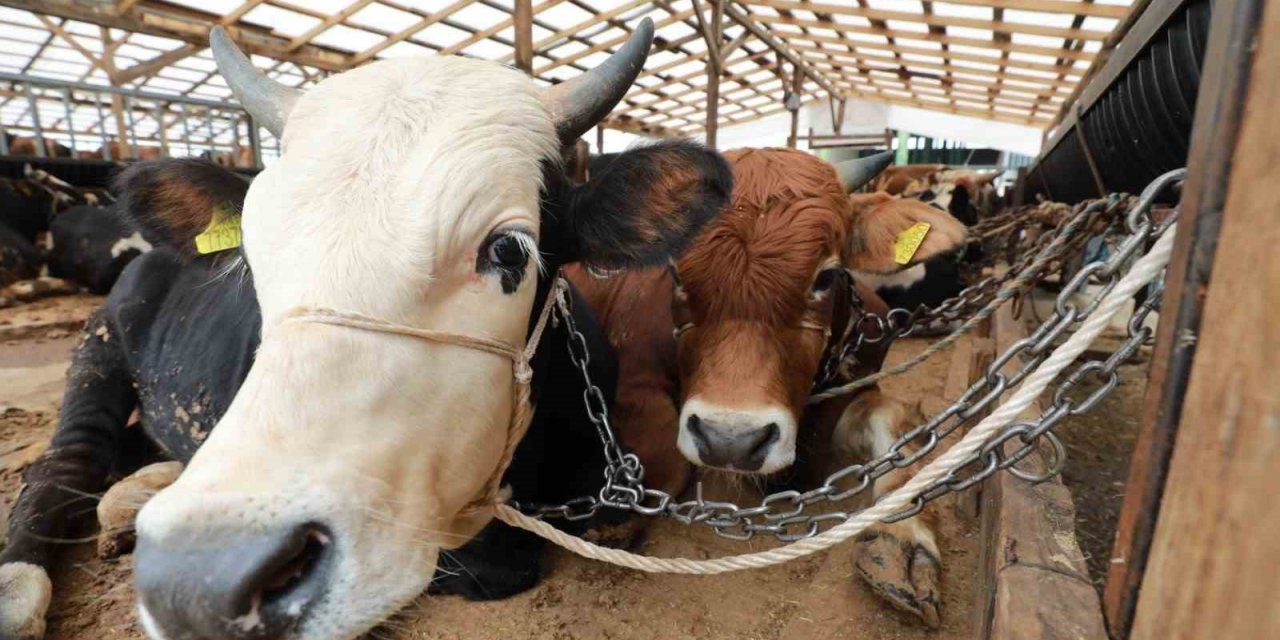 Kurbanlık hayvanlar kontrolden geçiyor