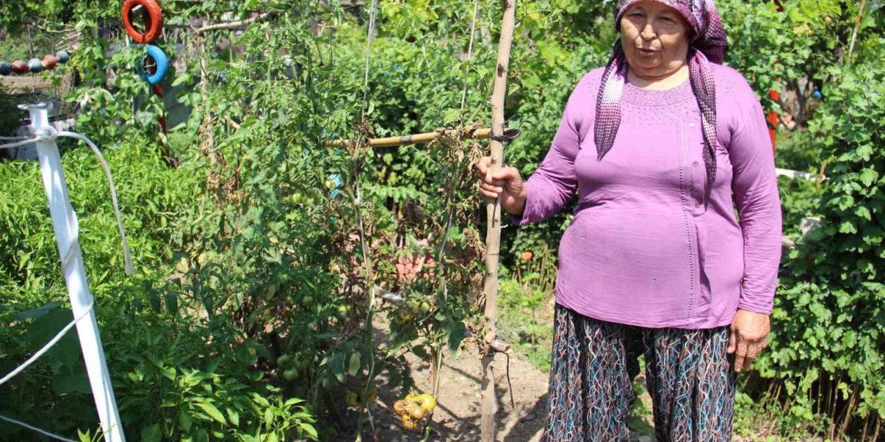 Aydın’da yağışlı havalar domatesi vurdu