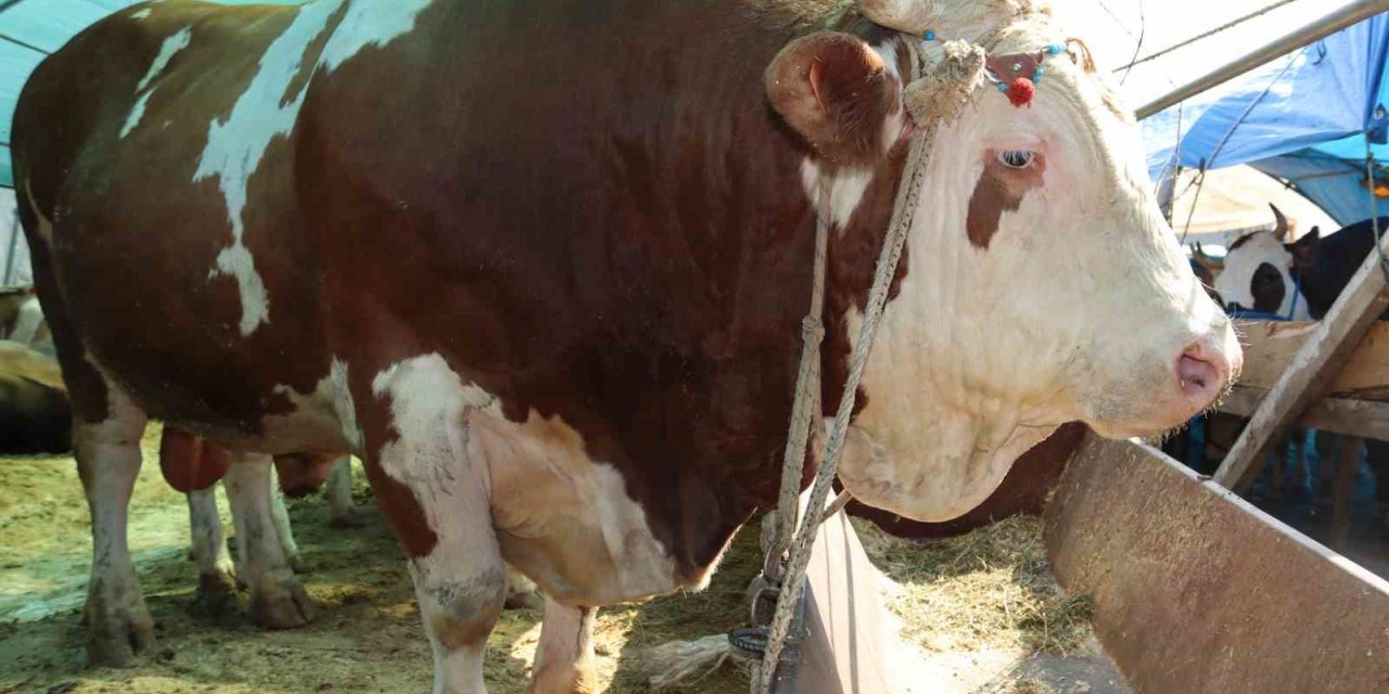 1 ton 650 kilogramlık "Vartolu" isimli dana araba fiyatına satıldı