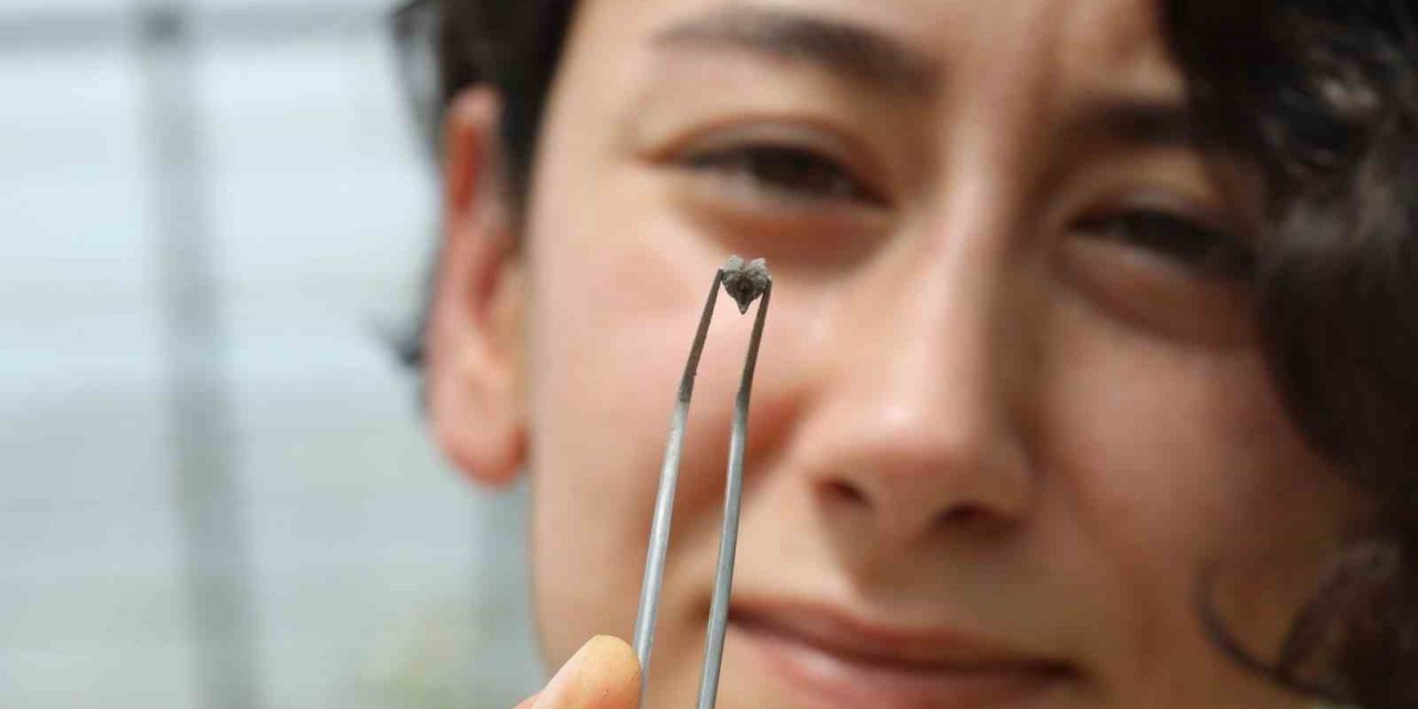 Kuraklığa dayanıklı nohut türü bulundu, Avusturalya, ABD, Kanada ve Avrupa türü incelemek için talepte bulundu