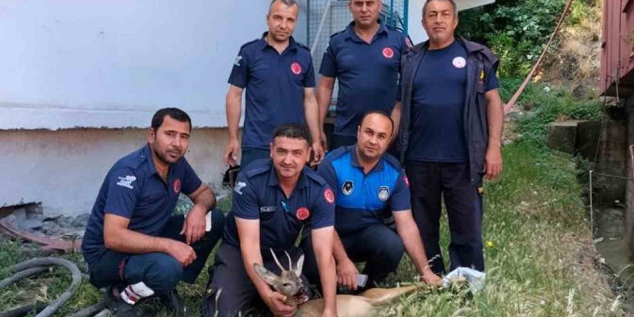 Yerleşim yerine inen yaralı dağ ceylanı tedavisi sonrası doğaya salındı