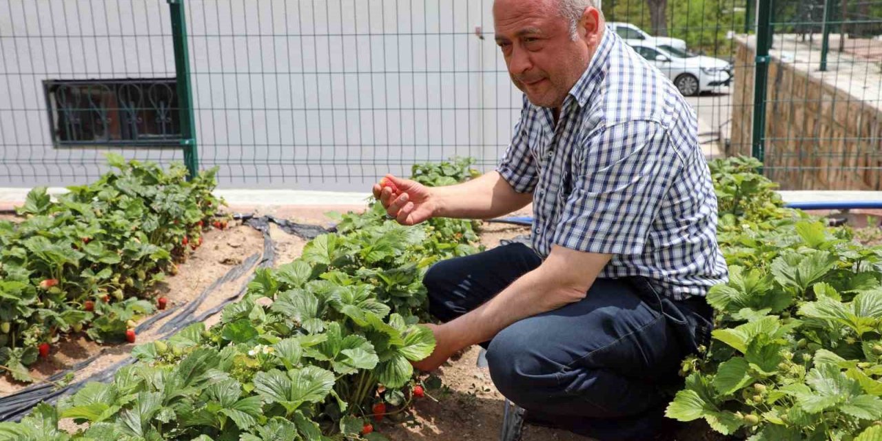 Talas’ta deneme bahçeleriyle yeni ürünlere teşvik