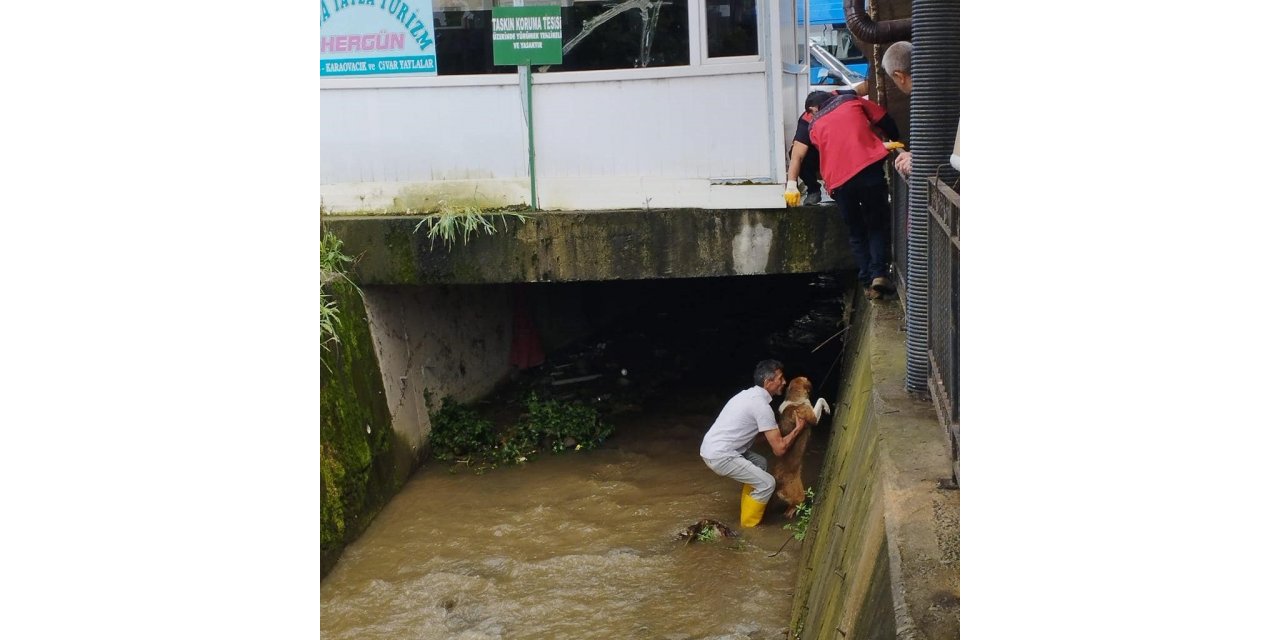 Dereye düşen köpeği itfaiye ekipleri kurtardı