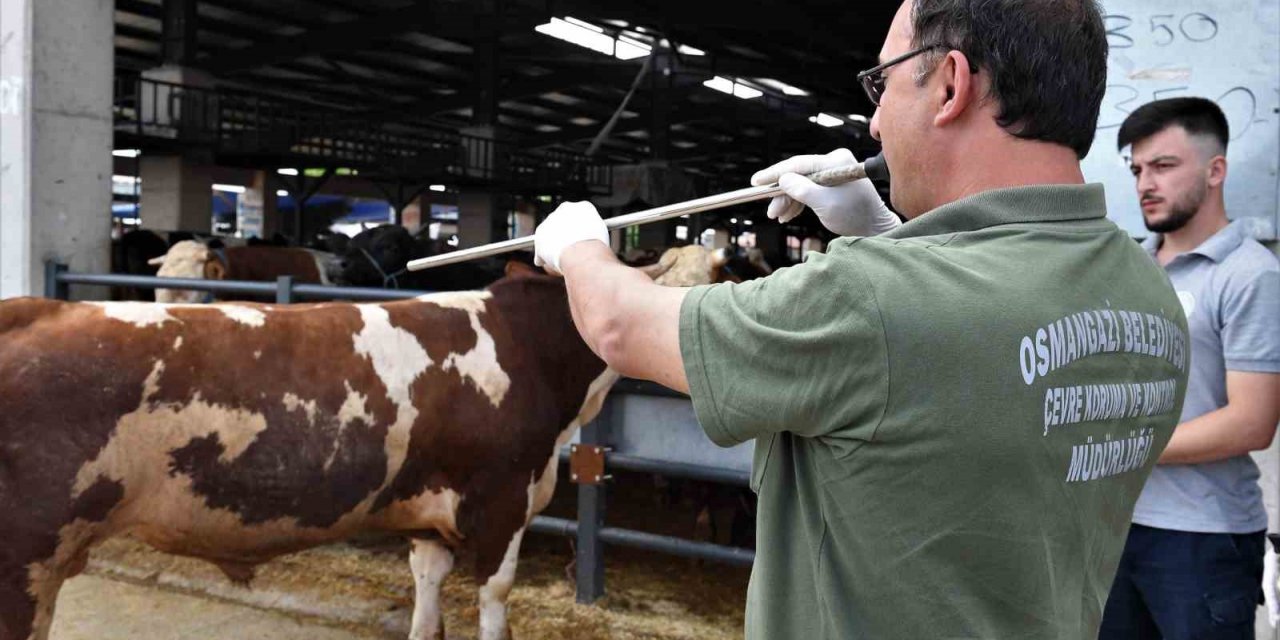 Osmangazi’de kurban yakalama timleri göreve hazı
