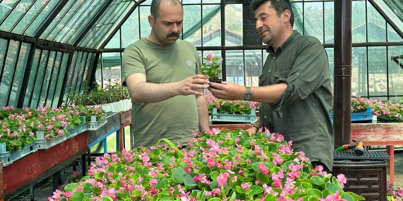 Tosya Belediyesi, ilçede 10 bin kök süs bitkisi dikecek