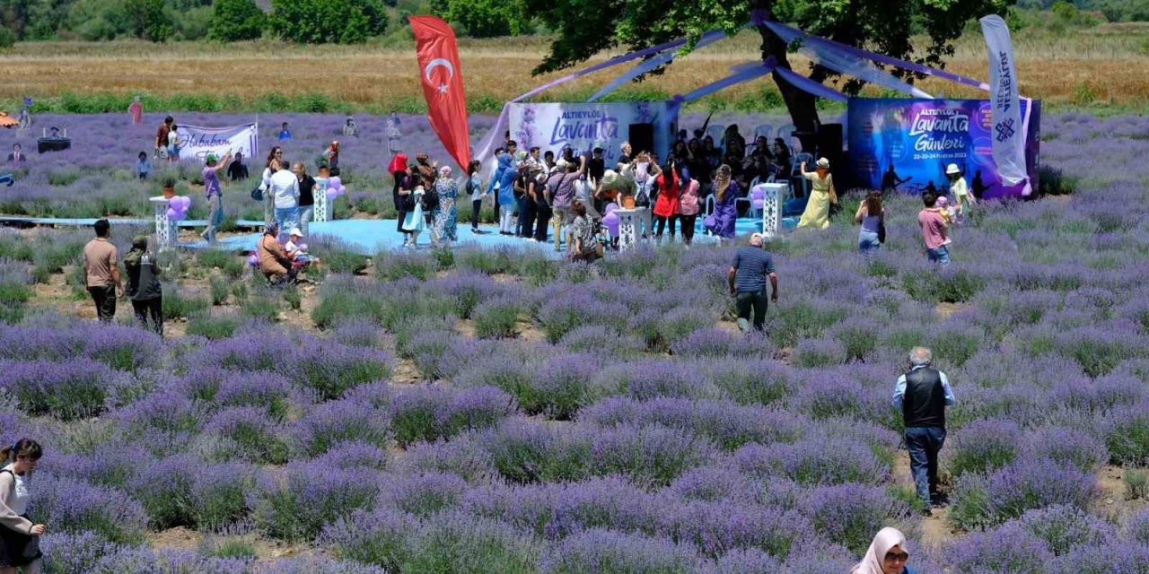 Altıeylül lavanta günleri başladı