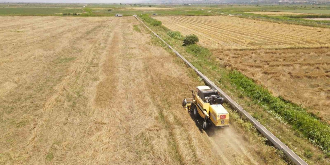 Efeler Belediyesi’nden buğday hasadı