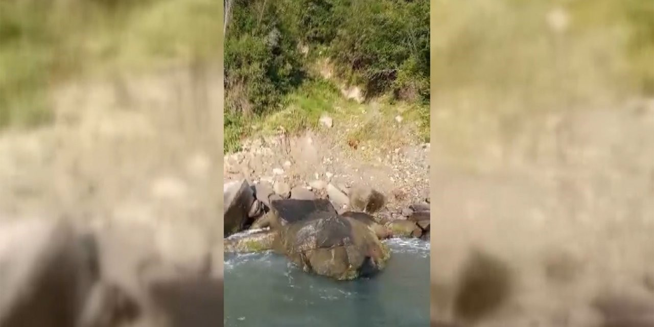 Sinop’ta amatör balıkçılar deniz karındaki yavru ayıları besledi