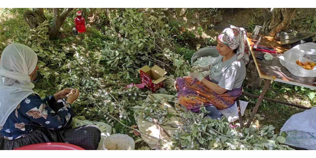 Batman’da ekonomik kazancı yüksek olan kozada hasat başladı