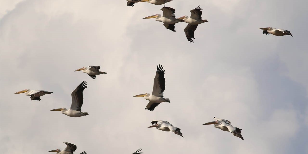 Kahramanmaraş’ta ak pelikanlar görsel şölen oluşturdu
