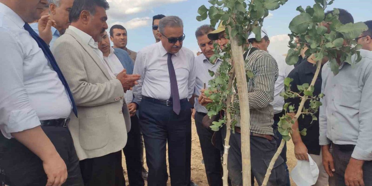 Diyarbakır’da bu yıl 200 bin fıstık aşılanması hedefleniyor