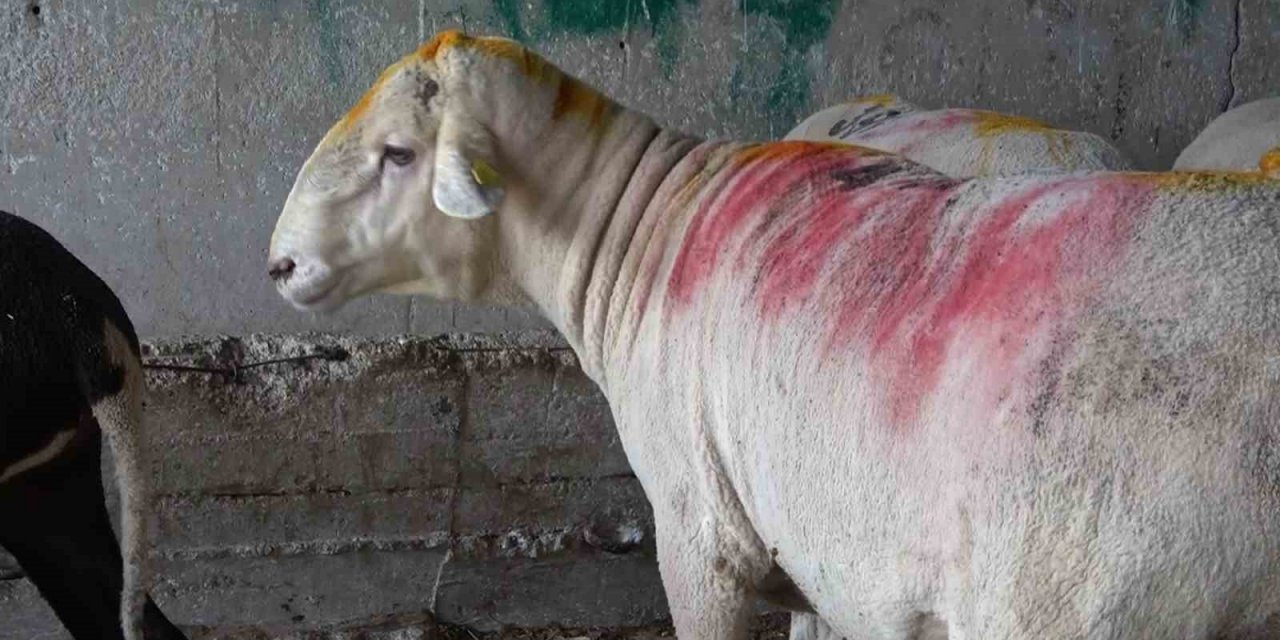 Bursa’nın en ağır büyükbaş kurbanlığı 1 ton 50 kilogram ağırlığı ile “Paşa”