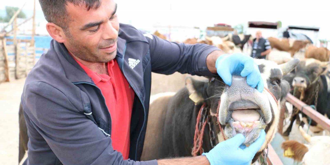 Kurbanlık denetimleri devam ediyor