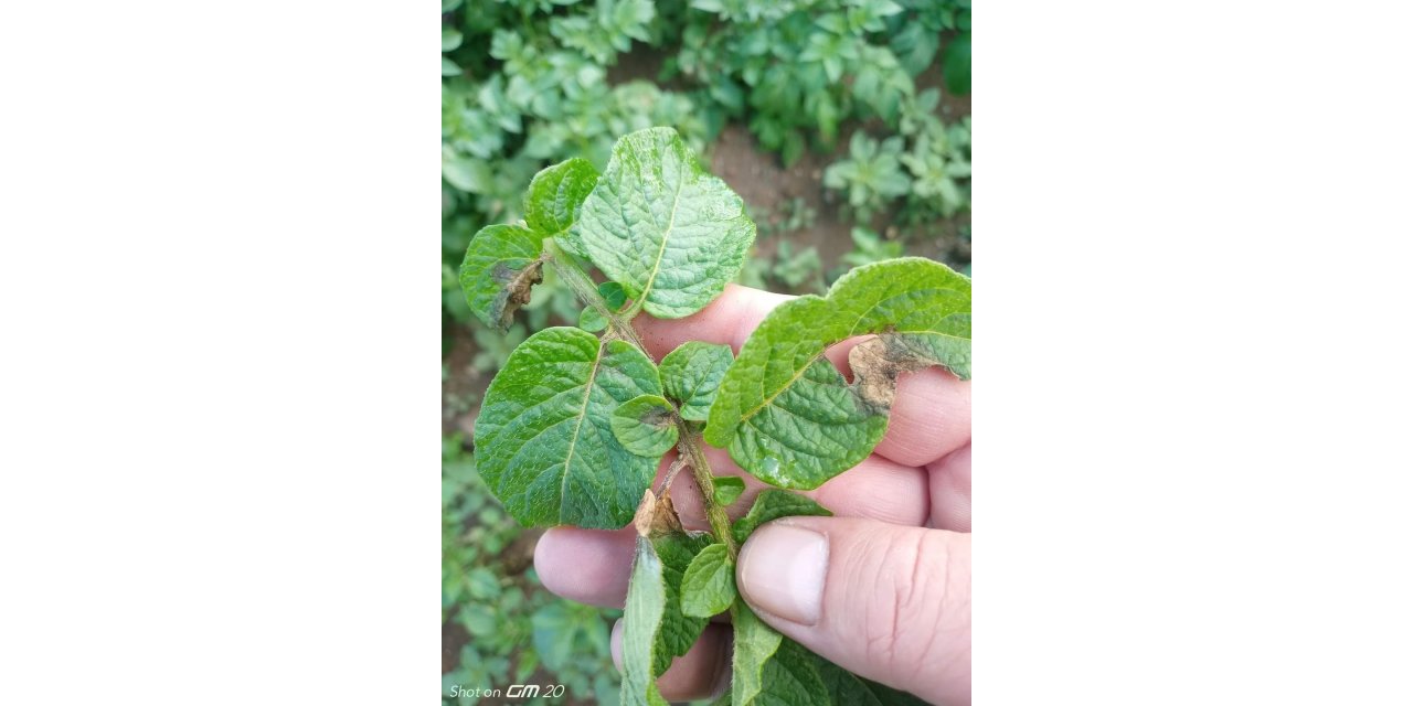 Şuhut’ta aşığı sağanak yağış mantar hastalığına sebep oldu