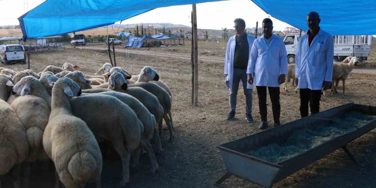 Bayram öncesi Adana’ya 30 bin hayvan getirildi