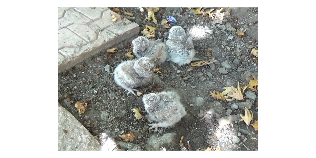 Tunceli’de annelerinin terk ettiği yavru baykuşlar koruma altına alındı