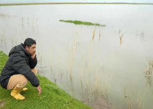 Şiddetli yağış ekili alanları vurdu!