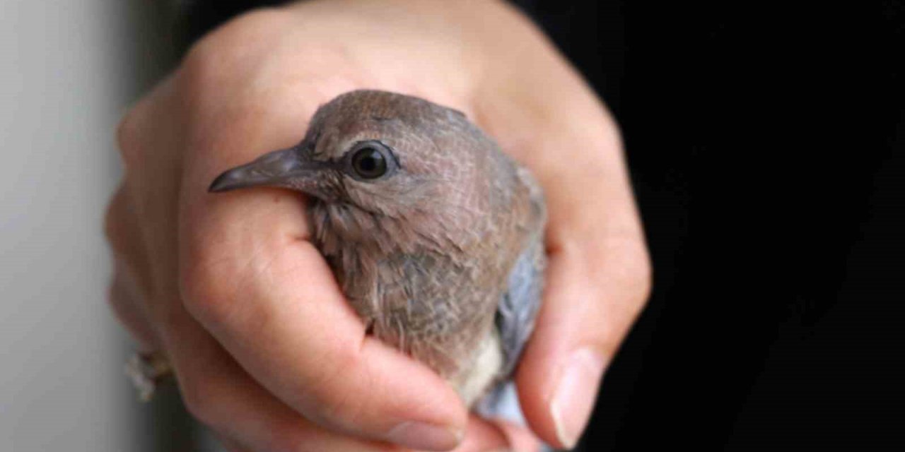 Kumrular 5 yıldır balkondaki kombinin üzerine yuva yapıyor