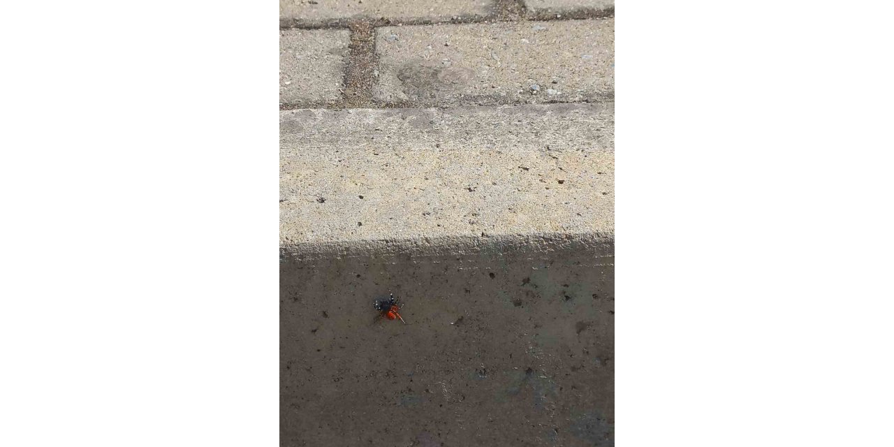 Efeler’de şehir merkezinde zehirli uğur böceği örümceği görüldü