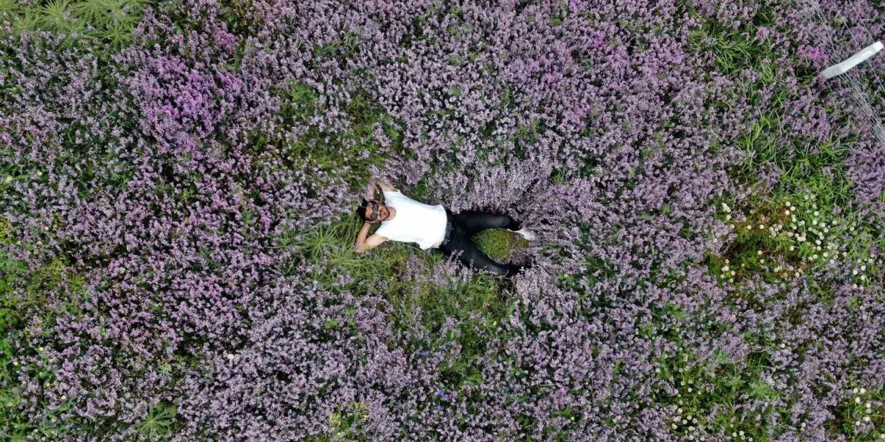 Mor kara yoncalar bozkırda kartpostallık görüntüler oluşturdu