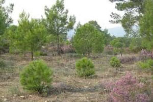 Kurumuş fidanlar rektörü görevinden etti