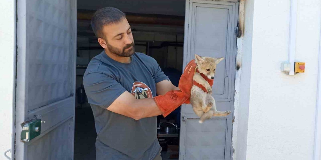 Annesini kaybeden yavru tilki, doğa korumaya emanet