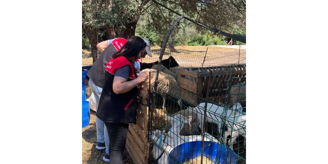 Edremit İlçe Tarım Müdürlüğü’nde ‘Kurban Bayramı’ alarmı