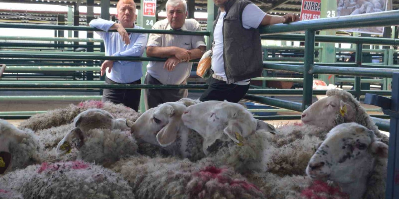 Tavşanlı’da hayvan pazarında ilk gün