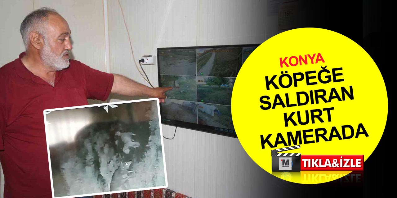 Konya'da kurt çiftlikteki köpeğe saldırdı! Korku dolu anlar kamerada