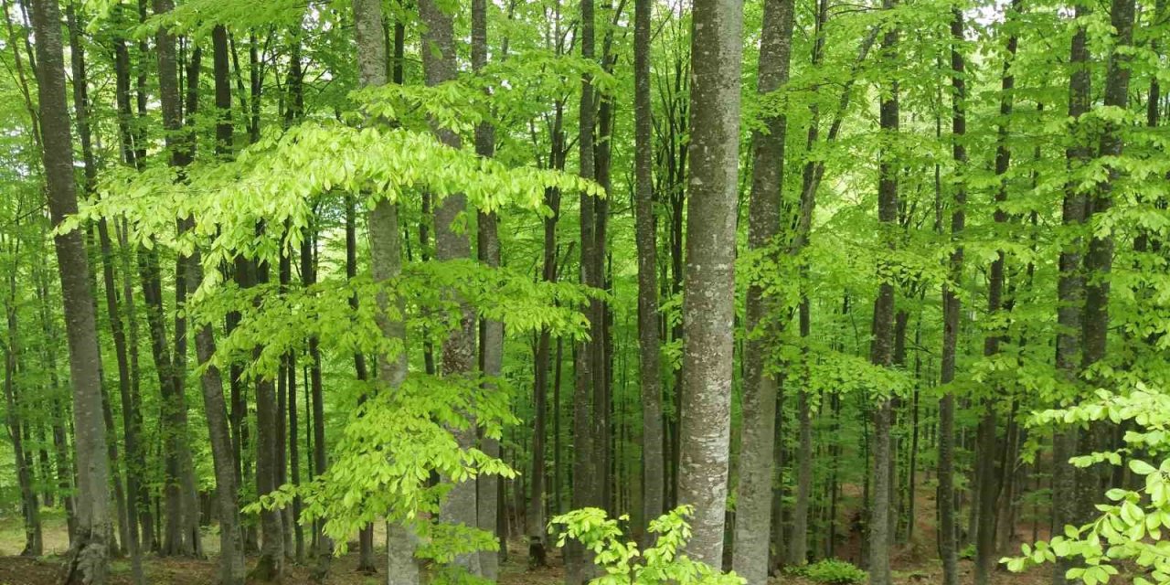 Samsun’da 4 ay ormanlık alanlara girişler yasaklandı